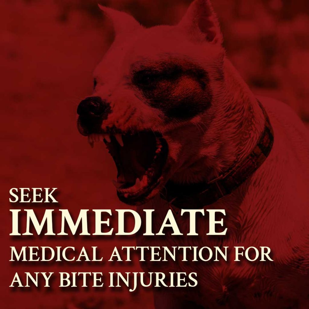 dog bite injury seek medical