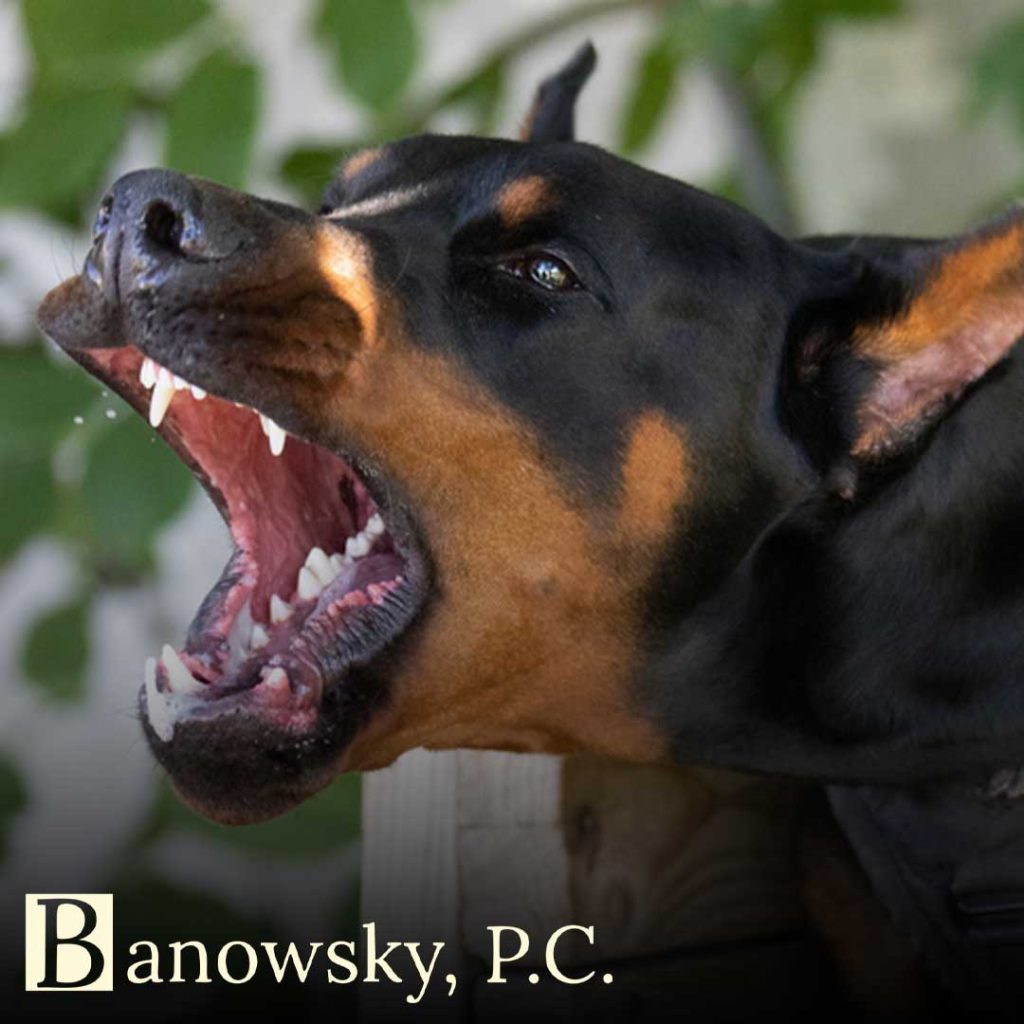 dog bite injury doberman